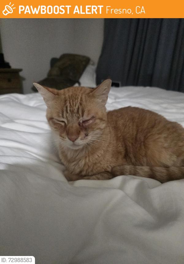 Found/Stray Male Cat last seen Cedar and shaw, Fresno, CA 93710