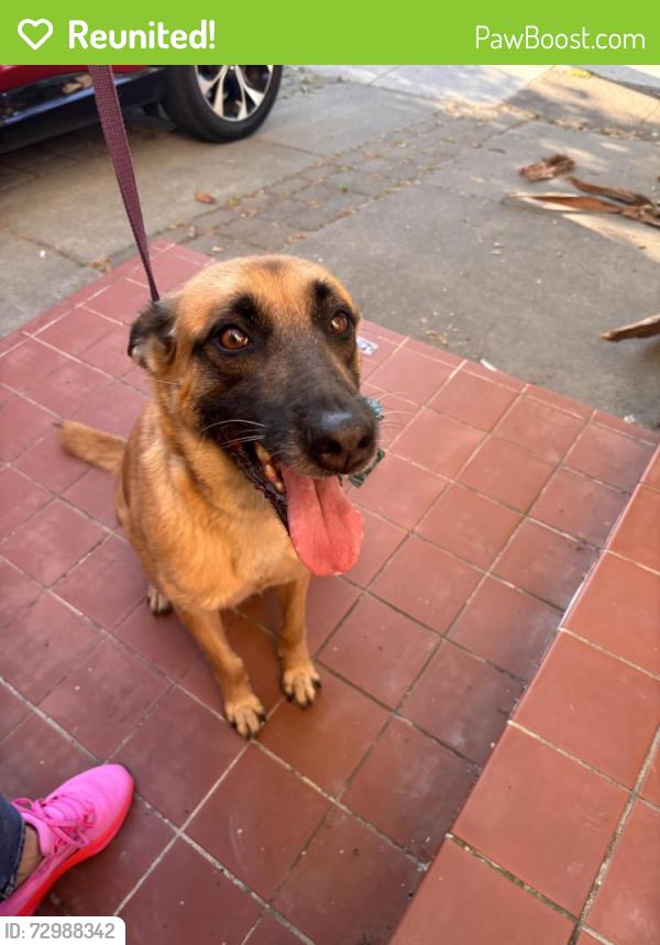 Reunited Female Dog last seen Market & 53rd, Oakland, CA 94608