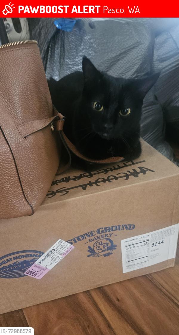 Lost Female Cat last seen Argent, Pasco, WA 99301