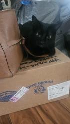 Lost Female Cat last seen Argent, Pasco, WA 99301