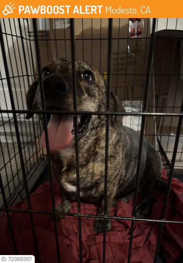 Found/Stray Male Dog last seen Hearthstone Ln., Modesto, CA 95355
