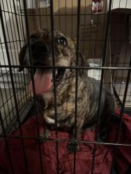 Found/Stray Male Dog last seen Hearthstone Ln., Modesto, CA 95355
