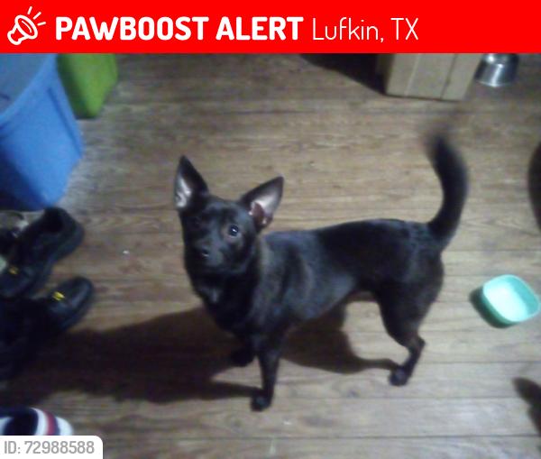 Lost Male Dog last seen Keltys Street, Lufkin, TX 75904