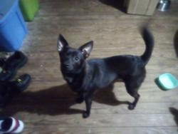 Lost Male Dog last seen Keltys Street, Lufkin, TX 75904