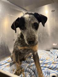 Shelter Stray Male Dog last seen W SALINAS, 4710 TX-151, San Antonio, TX 78227, USA