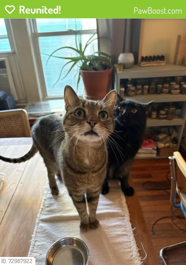Reunited Male Cat last seen Boydston and High Street, Canton, NC 28716