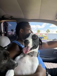 Lost Male Dog last seen Choice Food Store, St. Petersburg, FL 33711