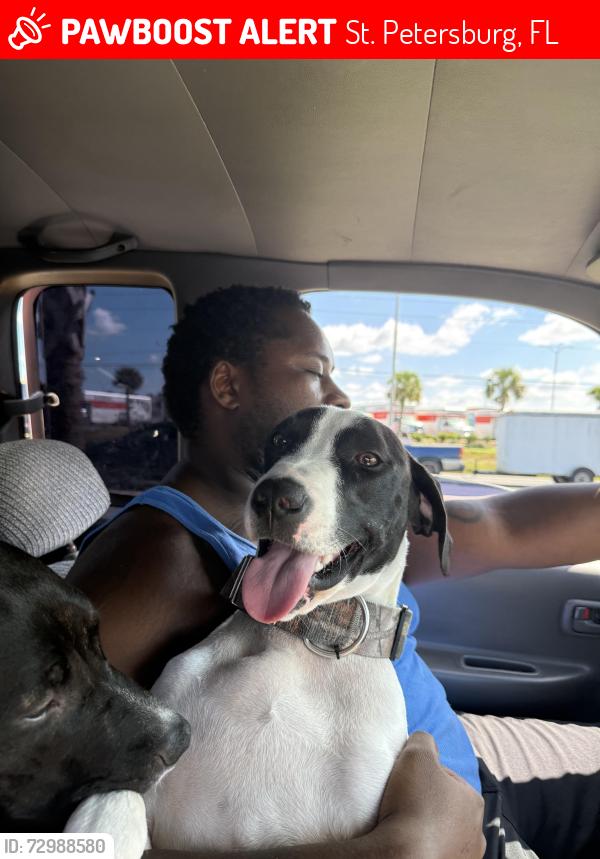 Lost Male Dog last seen Choice Food Store, St. Petersburg, FL 33711