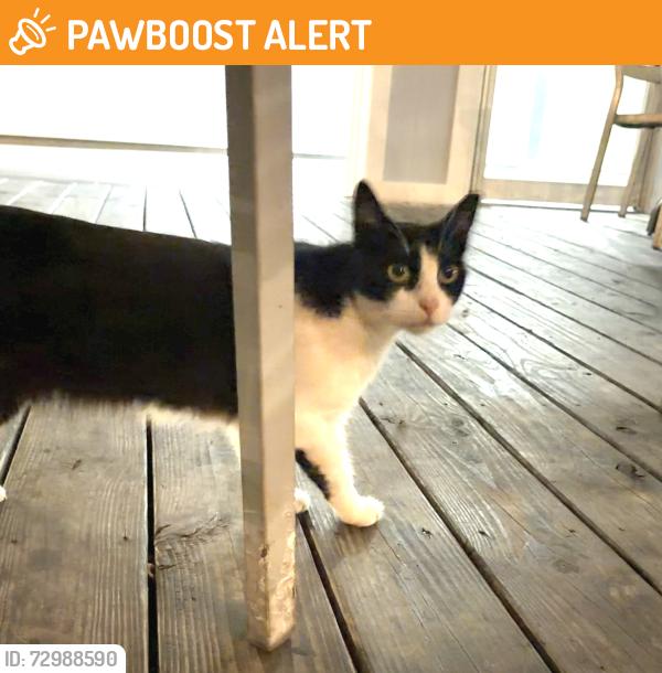 Found/Stray Unknown Cat last seen Har Harry’s , Panama City Beach, FL 32407