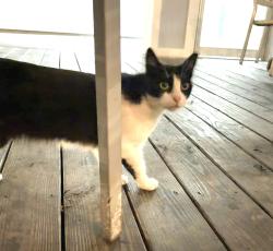 Found/Stray Unknown Cat last seen Har Harry’s , Panama City Beach, FL 32407