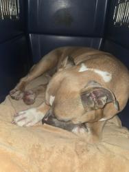 Reunited Female Dog last seen Ashcroft and Christ Church , Royal Pines, NC 28803
