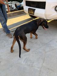 Reunited Male Dog last seen Rica Vista, San Jose, CA 95127