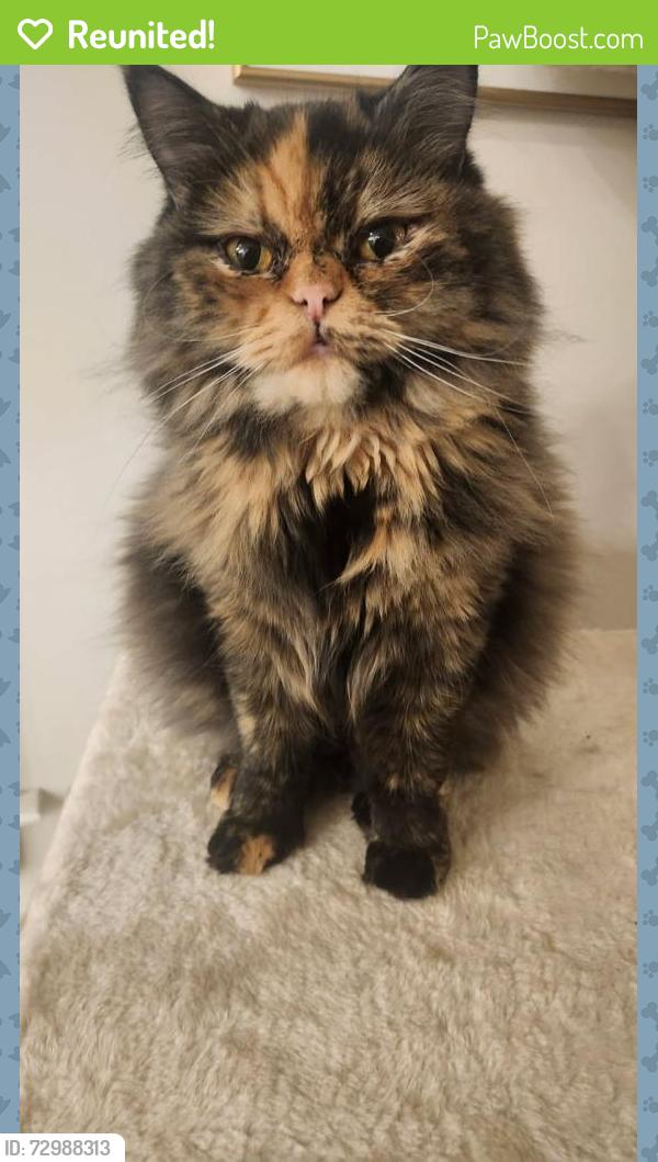 Reunited Female Cat last seen Scarborough Rd and Queen St, Toronto, ON 