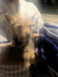 Found/Stray Female Dog last seen near White Sox Staidum, Chicago, IL 60609