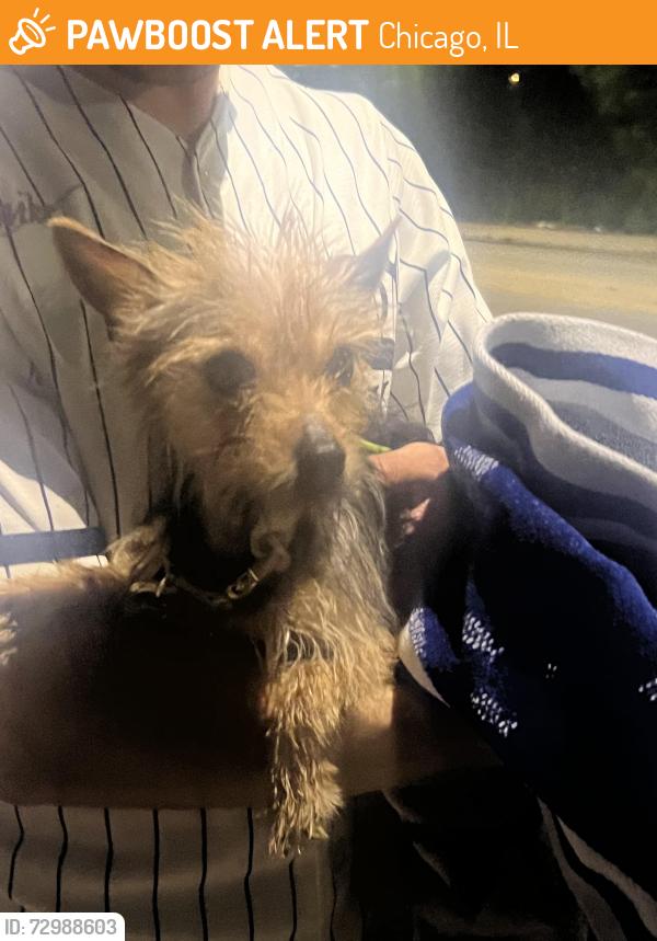 Found/Stray Female Dog last seen near White Sox Staidum, Chicago, IL 60609