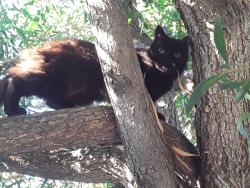 Lost Male Cat last seen 5th Ave & Embarcadero, Oakland, CA 94606