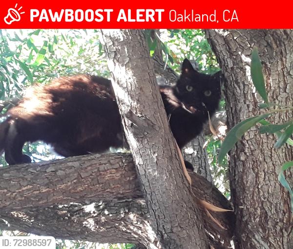 Lost Male Cat last seen 5th Ave & Embarcadero, Oakland, CA 94606