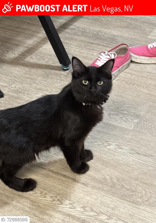 Lost Male Cat last seen Desert Ridge apmts , Las Vegas, NV 89156