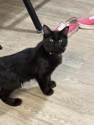 Lost Male Cat last seen Desert Ridge apmts , Las Vegas, NV 89156