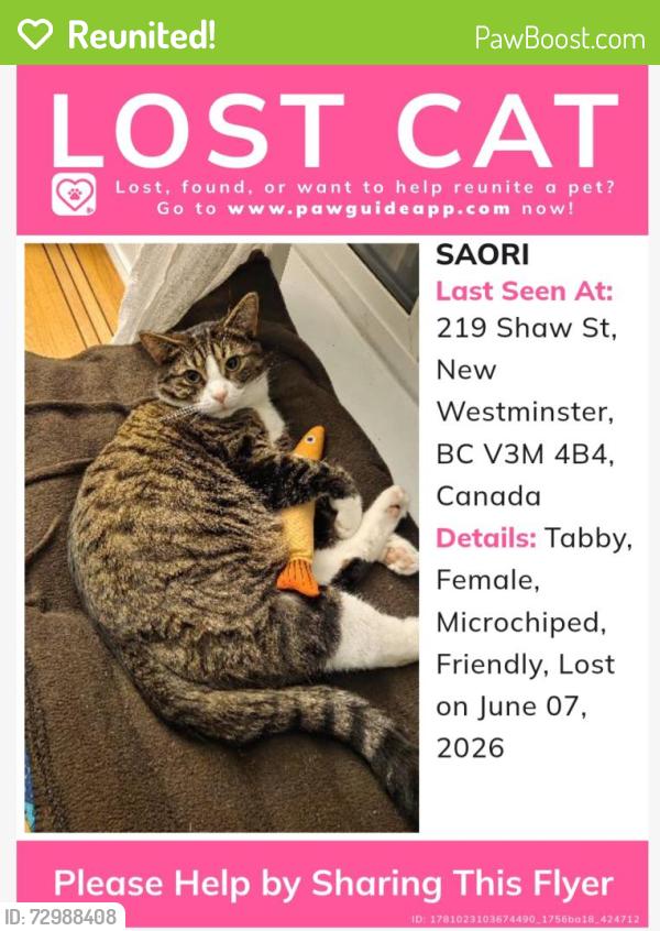 Reunited Female Cat last seen Armies grocery, New Westminster, BC V3M 4B4