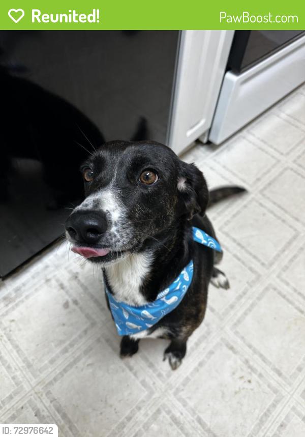 Reunited Female Dog last seen Brandis Hotdog on Tennessee street, Cartersville, GA 30120