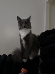 Reunited Female Cat last seen hamiliton place , Cohoes, NY 12047