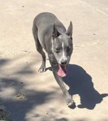 Lost Female Dog last seen Fordham Dr and Rural Rd, Tempe, AZ 85283