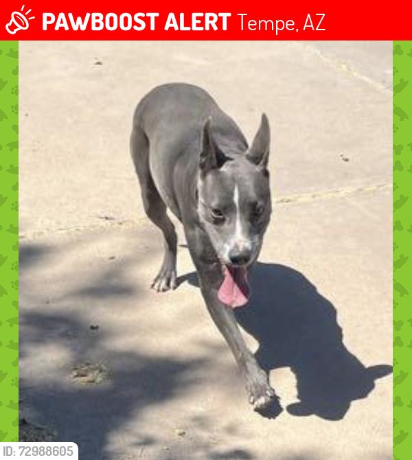 Lost Female Dog last seen Fordham Dr and Rural Rd, Tempe, AZ 85283