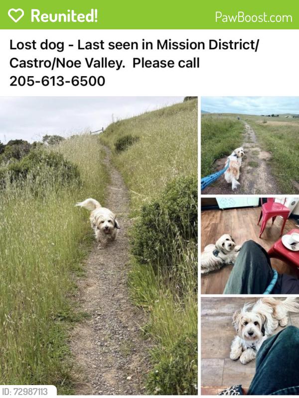 Reunited Male Dog last seen Mission District , San Francisco, CA 94103