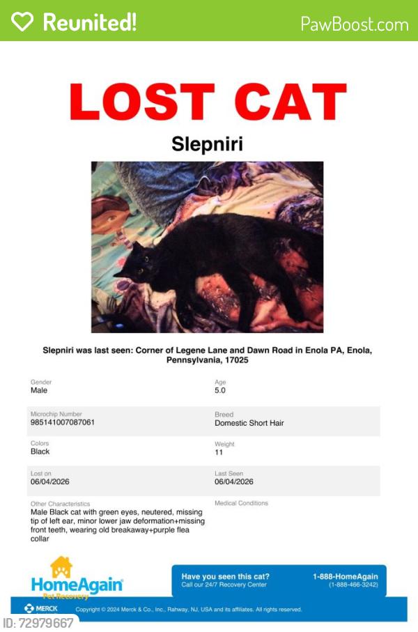 Reunited Male Cat last seen Randall Rd. & Wertzville (Route 944) Rd., Enola, PA 17025