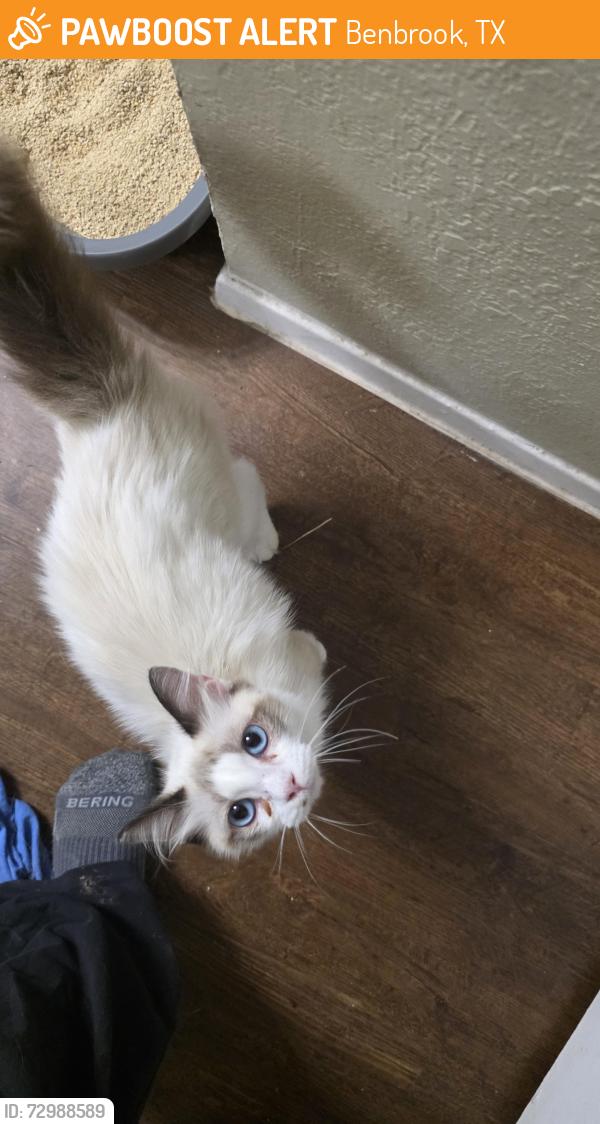 Found/Stray Female Cat last seen Highland Park Dr and Bellaire Dr S, Benbrook, TX 76126
