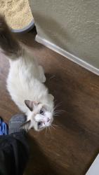 Found/Stray Female Cat last seen Highland Park Dr and Bellaire Dr S, Benbrook, TX 76126