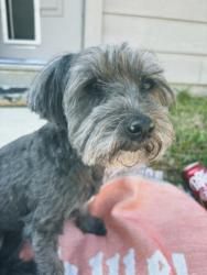Reunited Female Dog last seen Fallen arbor and Celeste figs lane in Elyson, Katy, TX 77493