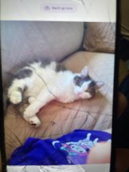 Lost Female Cat last seen Hurricane town elementary, Hurricane, WV 25526