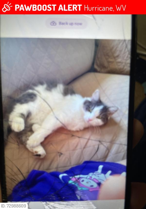 Lost Female Cat last seen Hurricane town elementary, Hurricane, WV 25526