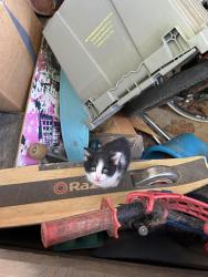 Lost Female Cat last seen apmt complex; last seen near tennis courts, Greensboro, NC 27410