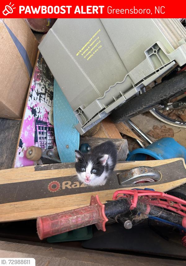 Lost Female Cat last seen apmt complex; last seen near tennis courts, Greensboro, NC 27410