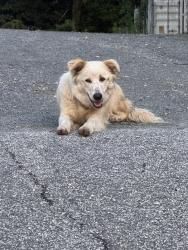 Found/Stray Female Dog last seen Atlanta Silverbacks Park, DeKalb County, GA 30340