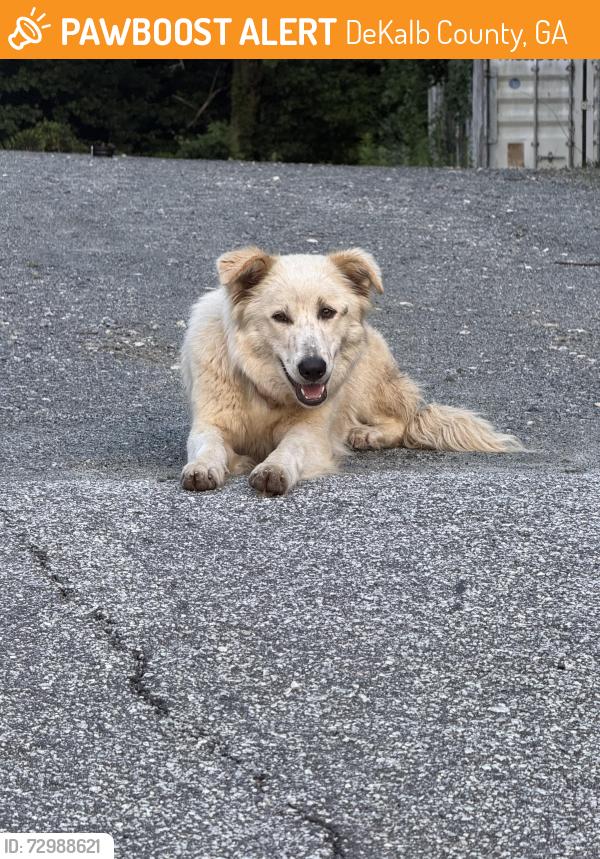 Found/Stray Female Dog last seen Atlanta Silverbacks Park, DeKalb County, GA 30340