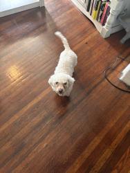 Found/Stray Male Dog last seen 21st & Medary, Philadelphia, PA 19138