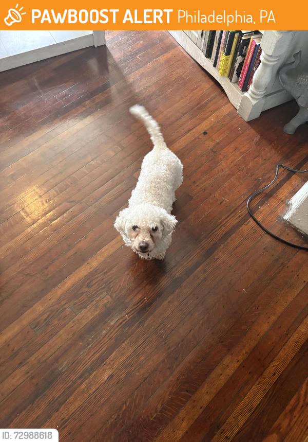 Found/Stray Male Dog last seen 21st & Medary, Philadelphia, PA 19138