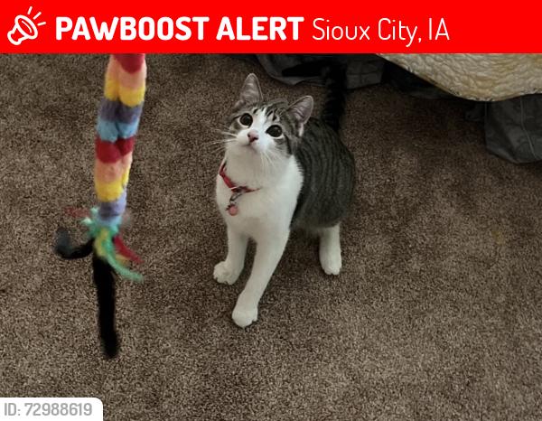Lost Female Cat last seen North side of Sioux City, Sioux City, IA 51105
