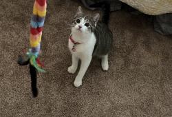 Lost Female Cat last seen North side of Sioux City, Sioux City, IA 51105