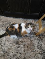 Reunited Female Cat last seen Prairie, N. Meadow, E. Meadow, 517W, also Pedegral North, Dickinson, TX 77539