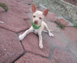 Lost Male Dog last seen Barrio de purificación,  calle atetelco número 8, Teotihuacán de Arista, Méx. 55804