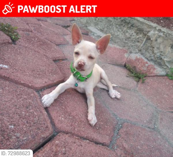 Lost Male Dog last seen Barrio de purificación,  calle atetelco número 8, Teotihuacán de Arista, Méx. 55804
