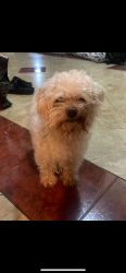 Reunited Male Dog last seen Jackson & McFadden, Santa Ana, CA 92704