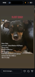 Lost Female Dog last seen Panda Express, HteaO, San Antonio, TX 78247