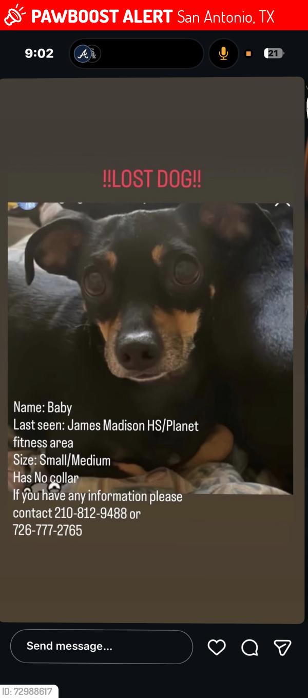 Lost Female Dog last seen Panda Express, HteaO, San Antonio, TX 78247