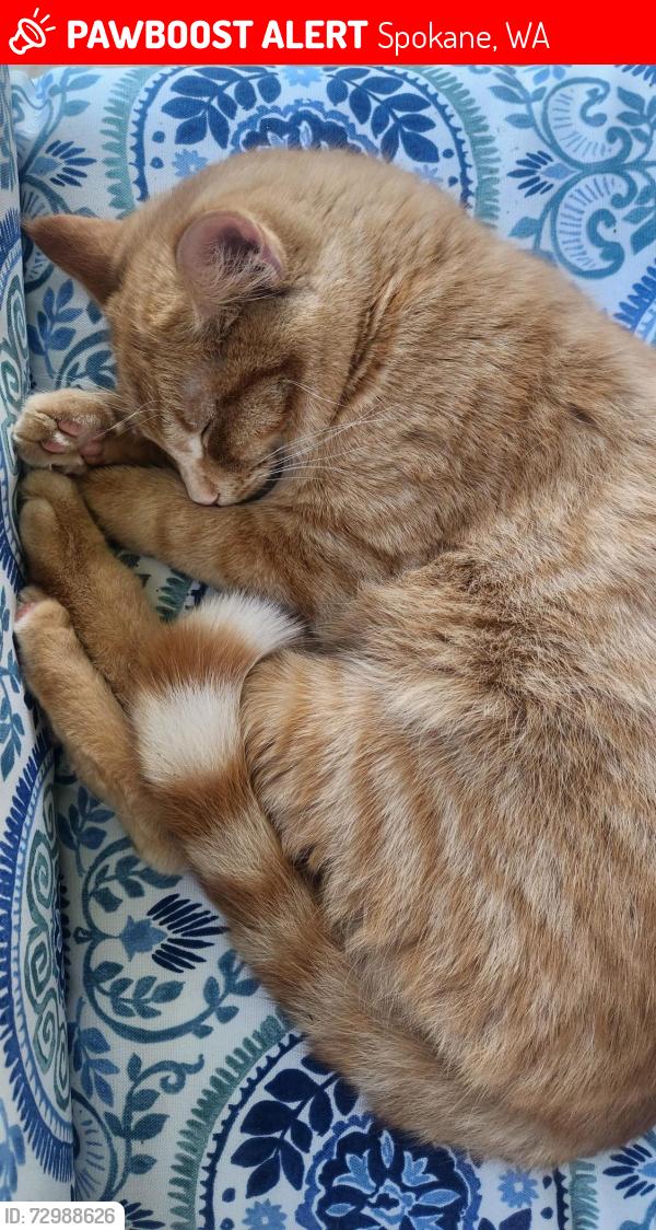 Lost Male Cat last seen Wyakin Park N. Assembly St/ Lyons St., Spokane, WA 99208